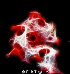 Pygmy seahorse by Rick Tegeler 